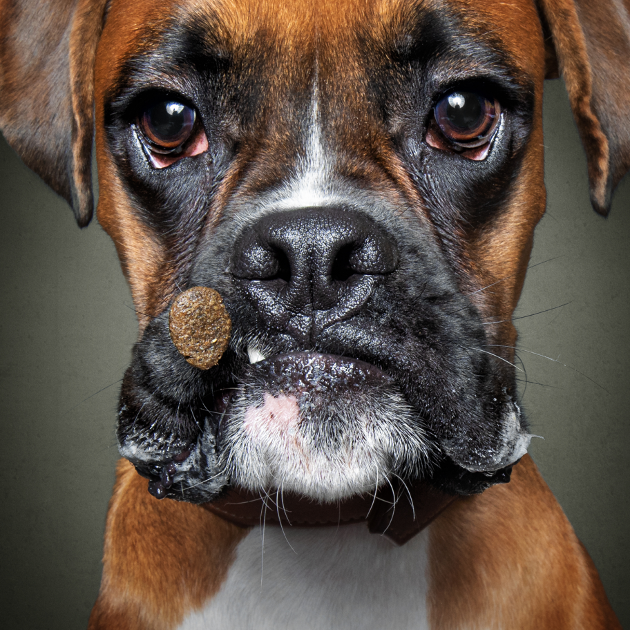 A close-up of a brown and white Boxer dog with a white chest and dark eyes. The dog has a serious expression and is holding a cigar in its mouth, positioned slightly to one side. Perfect for iPhone backgrounds, this dark, plain backdrop would make an iconic addition to any collection of dog wallpapers.