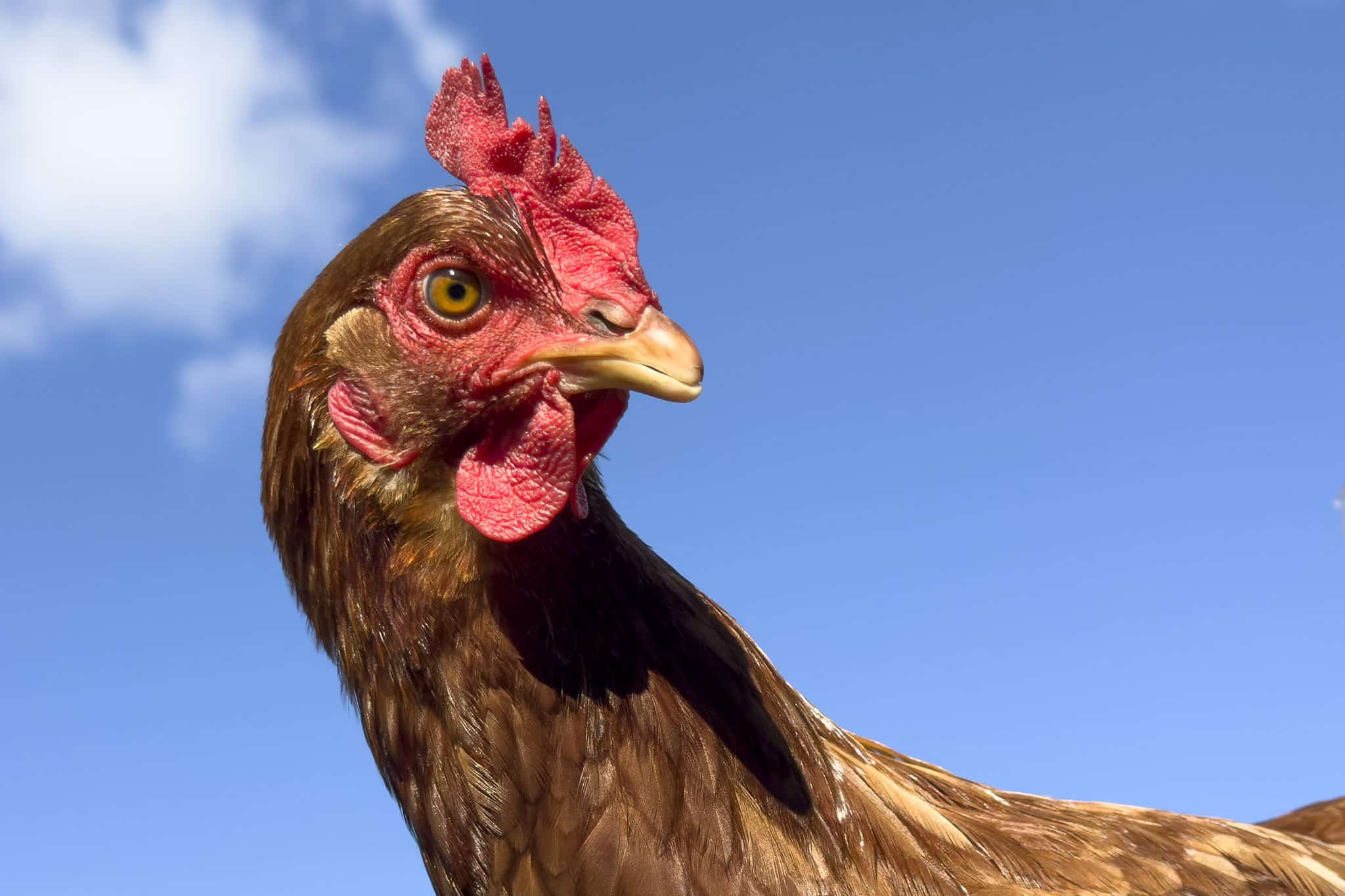 iphone14-chicken2