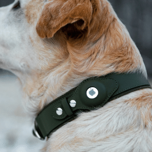 A close-up of a light brown and white dog wearing a dark green collar with an Apple AirTag pet tracking device attached, outdoors with a blurred background.