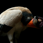 A king vulture with striking orange, yellow, and black head and beak, white and gray wings, and dark eyes stands against a black background, its vivid colors impressing both the human eye and the sharpest camera sensor.